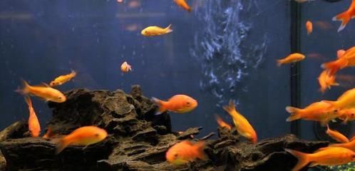龍魚養幾條風水最好,風水學中龍魚養幾條風水最好,龍魚養幾條風水最好 龍魚百科 第4張 龍魚養幾條風水最好,風水學中龍魚養幾條風水最好,龍魚養幾條風水最好 龍魚養幾條風水最好,風水學中龍魚養幾條風水最好,龍魚養幾條風水最好 龍魚百科 第4張