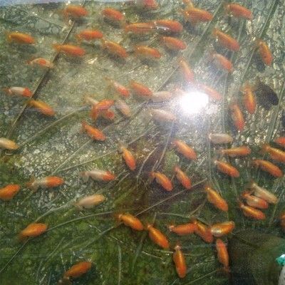 龍魚苗吃什么長得快又好養，如何自制龍魚苗營養餐，龍魚苗飼料選擇指南