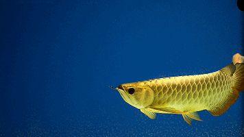 金龍魚黑背景，金龍魚與黑背景搭配的相關信息金龍魚飼養(yǎng)環(huán)境的全面指南
