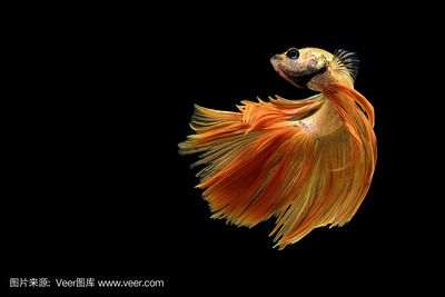 金龍魚黑背景，金龍魚與黑背景搭配的相關信息金龍魚飼養(yǎng)環(huán)境的全面指南