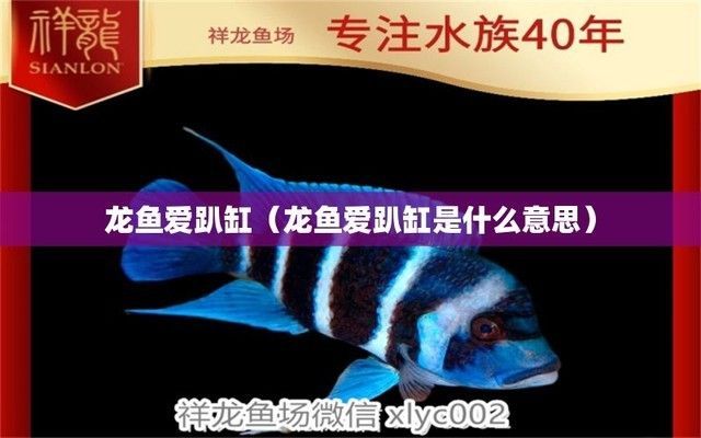 龍魚愛趴缸是什么意思，如何判斷龍魚趴缸時的水質管理要點