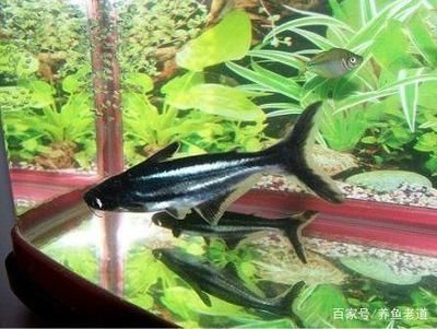 青龍魚最大能長多大，青龍魚的最大體長可達80厘米