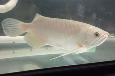 青龍魚最大能長多大，青龍魚的最大體長可達80厘米
