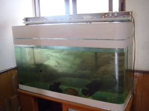 金龍魚用什么缸養最好呢，關于金龍魚養殖缸的一些建議