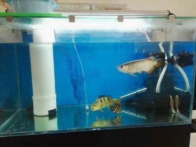 金龍魚用什么缸養最好呢，關于金龍魚養殖缸的一些建議
