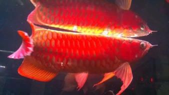 深圳龍魚專賣店地址，深圳龍魚專賣店
