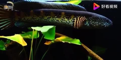 雷龍魚捕食過程（如何飼養雷龍魚避免過度捕撈） 雷龍魚捕食過程（如何飼養雷龍魚避免過度捕撈） 龍魚百科 第5張