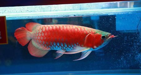 龍魚錦標(biāo)賽冠軍是誰(shuí)，2023年世界龍魚錦標(biāo)賽冠軍信息評(píng)判標(biāo)準(zhǔn)解析