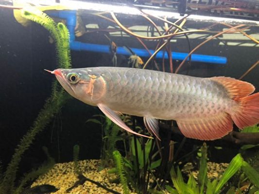 龍魚怎么靜養，如何靜養龍魚