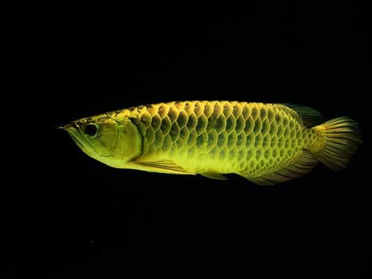 龍魚怎么靜養，如何靜養龍魚