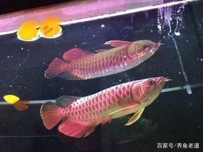 龍魚怎么靜養，如何靜養龍魚