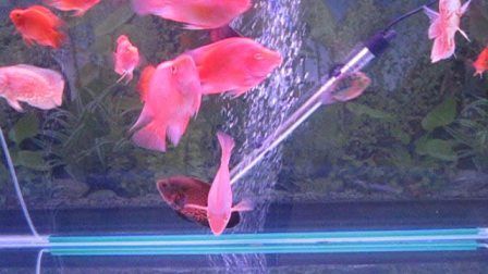 龍魚天下論壇：龍魚天下論壇是一個(gè)專門為龍魚愛好者提供交流和服務(wù)的平臺(tái)