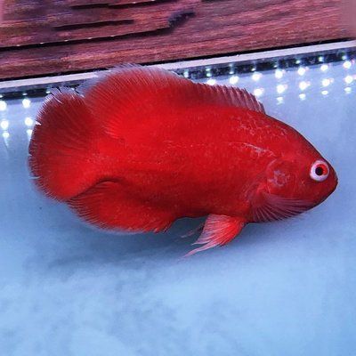 龍魚會吃飼料嗎視頻：探秘龍魚飲食，龍魚究竟會不會吃飼料？