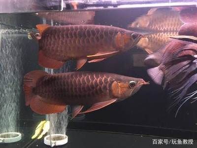 龍魚養(yǎng)多少條才不打架（龍魚養(yǎng)幾條才不會打架）