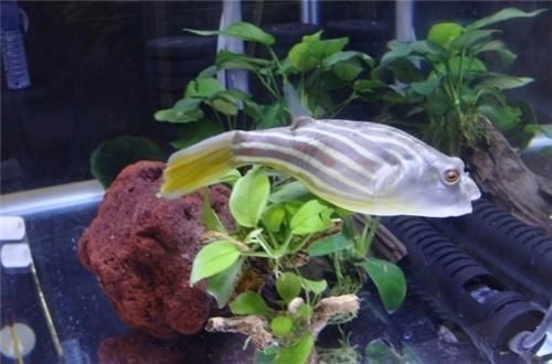 彩色天使魚，水族箱中的絢麗精靈，彩色天使魚，水族箱中的絢麗精靈