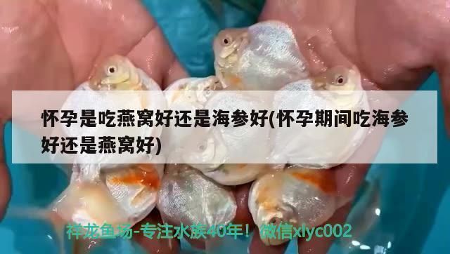能和雷龍魚混養的魚有哪些，雷龍魚與雷龍魚混養注意事項銀鯊與雷龍魚混養注意事項