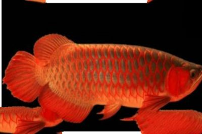 紅龍魚(yú)背景圖（如何挑選水草背景圖，紅龍魚(yú)保護(hù)色作用）