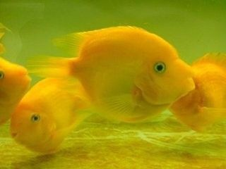 龍魚吃自助餐的壞處和好處，龍魚吃自助餐的利弊