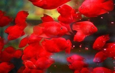 龍魚吃自助餐的壞處和好處，龍魚吃自助餐的利弊