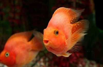 龍魚吃自助餐的壞處和好處，龍魚吃自助餐的利弊