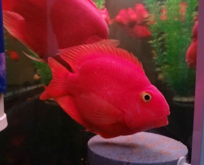 龍魚吃自助餐的壞處和好處，龍魚吃自助餐的利弊