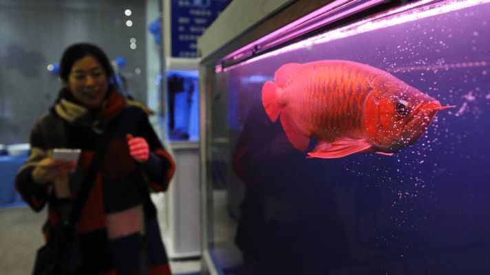 龍魚為什么打架厲害，如何預防龍魚打架