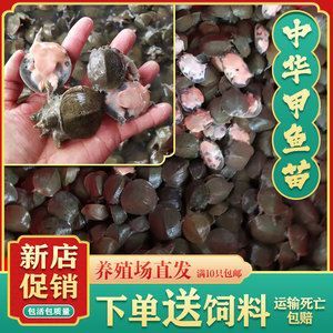 龍魚幼苗吃什么飼料好，龍魚幼苗飼料消化指南
