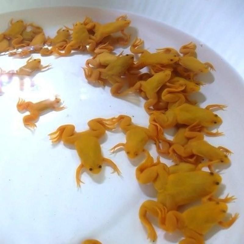 龍魚幼苗吃什么飼料好，龍魚幼苗飼料消化指南