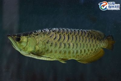 金龍魚幼魚喂什么食物？