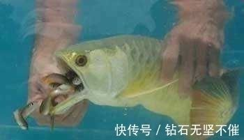 金龍魚幼魚喂什么食物？