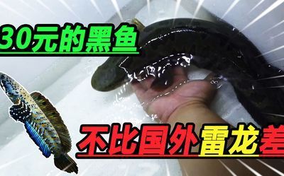 雷龍魚淺水靜養(yǎng)，如何判斷雷龍魚的淺水靜養(yǎng)環(huán)境布置技巧