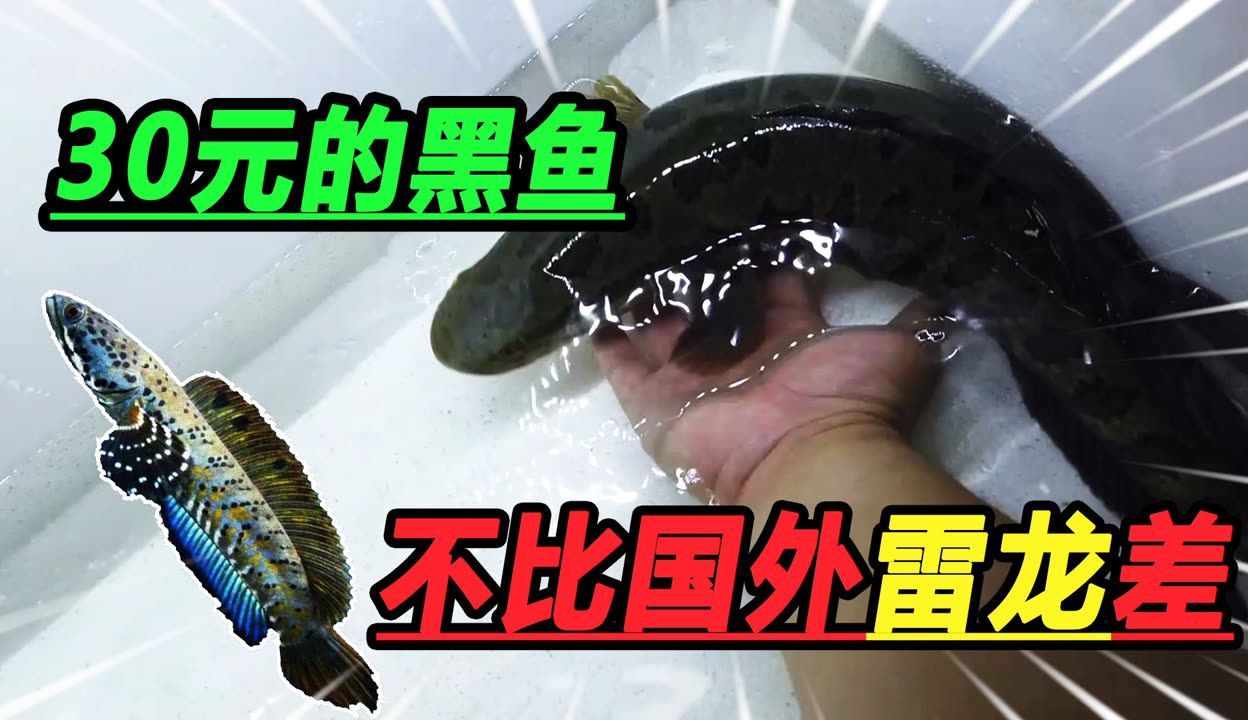 雷龍魚淺水靜養(yǎng)，如何判斷雷龍魚的淺水靜養(yǎng)環(huán)境布置技巧