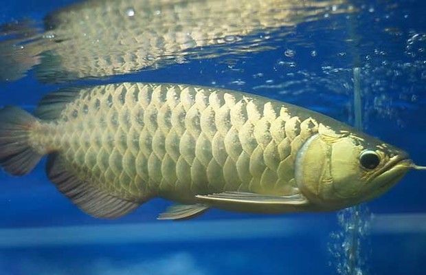 龍魚一公一母會打架？