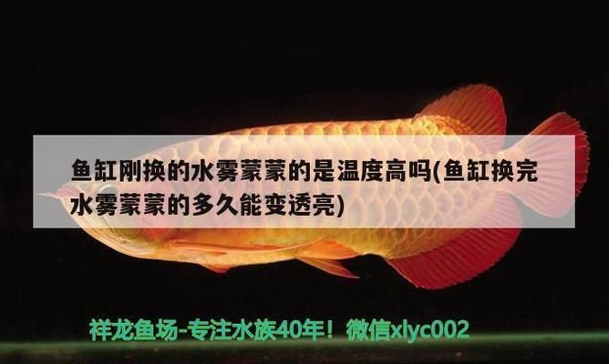 金龍魚養(yǎng)幾條比較好，家庭養(yǎng)殖金龍魚的注意事項(xiàng)