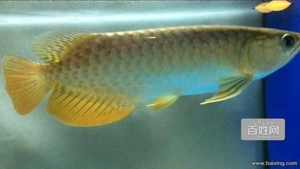 金龍魚養多久發色完整，關于金龍魚的發色過程 金龍魚養多久發色完整，關于金龍魚的發色過程 龍魚百科 第4張