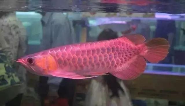 龍魚能不能養2條，龍魚可以養2條，但需要確保魚缸足夠大，以便它們有足夠的空間游動