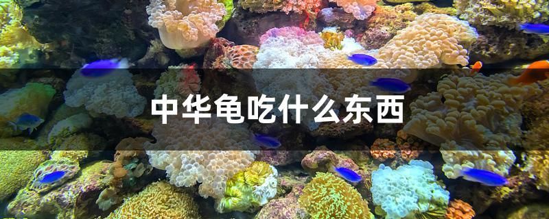中華龜吃什么東西