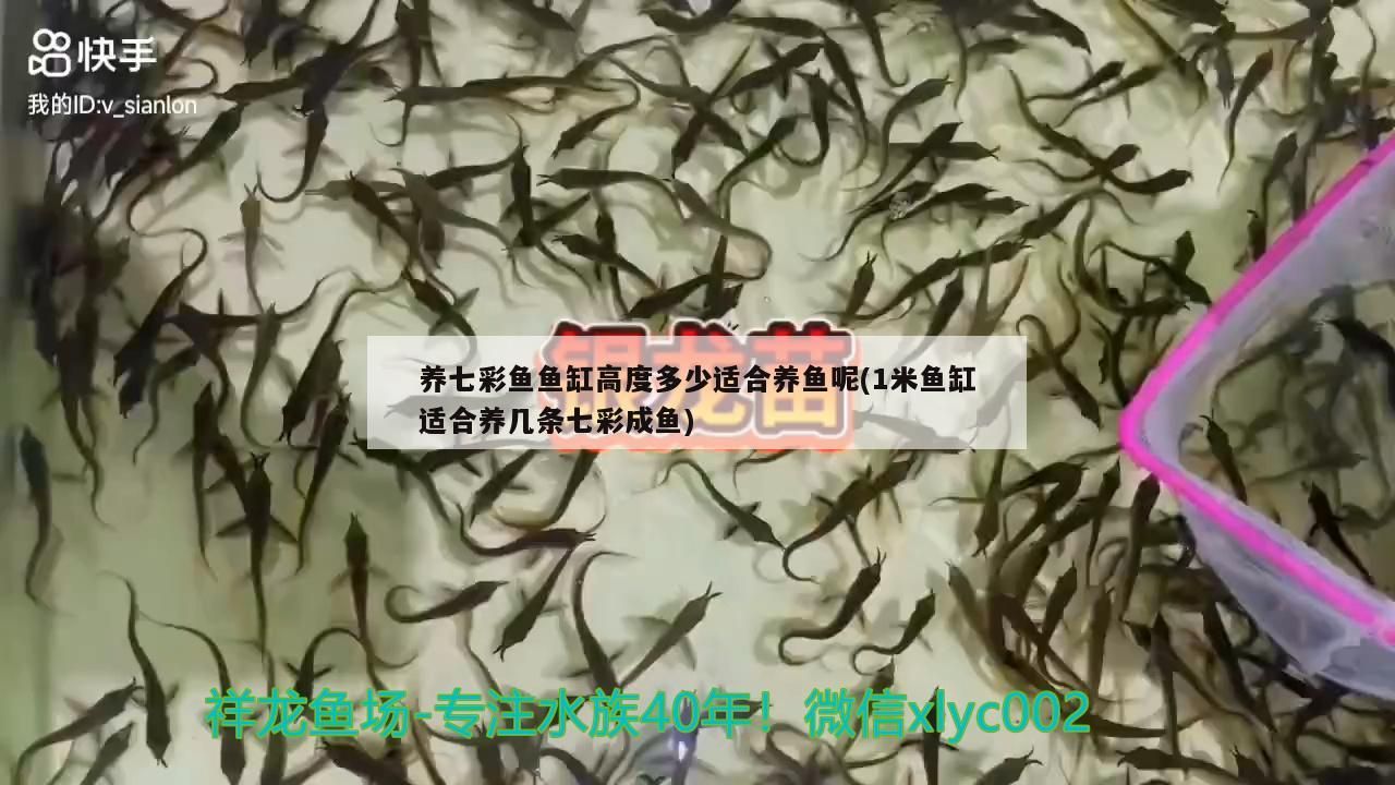 50 30 50大小的魚缸（50 30 30的魚缸有充氧和過濾可養(yǎng)多）