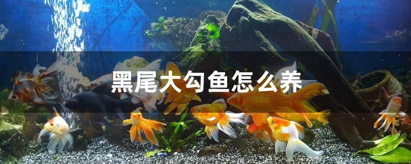 黑尾大勾魚怎么養(yǎng)