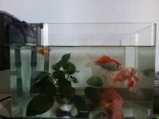 最好的龍魚是什么魚圖片：探尋最好的龍魚，珍稀與魅力并存的水中瑰寶