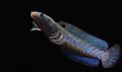 雷龍魚多少錢一只黑色，雷龍魚多少錢一只黑色雷龍魚的價格信息可供參考