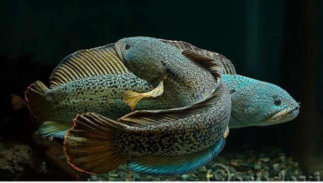 雷龍魚多少錢一只黑色，雷龍魚多少錢一只黑色雷龍魚的價(jià)格信息可供參考