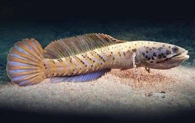 雷龍魚多少錢一只黑色，雷龍魚多少錢一只黑色雷龍魚的價(jià)格信息可供參考