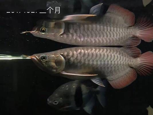 龍魚的主食是什么，龍魚幼年期如何科學喂養龍魚成年后的最佳飼料選擇
