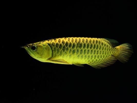 龍魚大病初愈怎樣喂食：關于龍魚大病初愈后喂食的一些關鍵信息和建議
