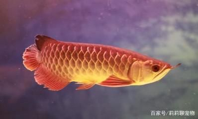 金龍魚需要什么背景才能養，金龍魚的飼養背景需要根據其生長階段進行相應的調整