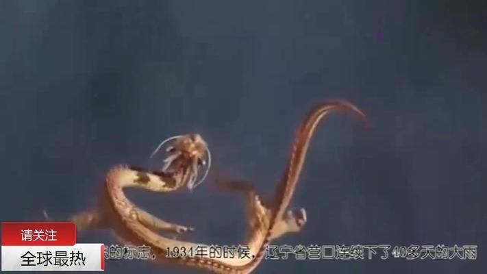 世界上有龍魚嗎，世界上真的存在龍魚嗎？