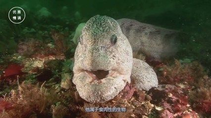 龍魚可以吃么，龍魚是否可以作為食物食用，