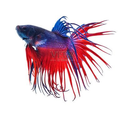 金龍魚用藍色背景好嗎還是白色，金龍魚使用藍色背景還是白色背景