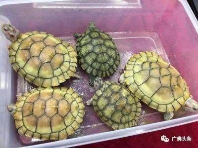白子紅龍魚價格解析，市場行情、影響因素及購買建議，白子紅龍魚價格全解析，市場行情、影響因素與選購指南